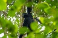 Portrait of a Siamang monkey swinging in a tree. An arboreal black-furred gibbon hanging in the tree in Malaysia. close up face Royalty Free Stock Photo