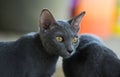 Siames blue cat Royalty Free Stock Photo