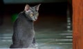 Siames blue cat Royalty Free Stock Photo