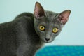 Siames blue cat Royalty Free Stock Photo
