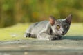 Siames blue cat Royalty Free Stock Photo
