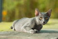 Siames blue cat Royalty Free Stock Photo