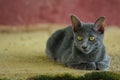Siames blue cat Royalty Free Stock Photo