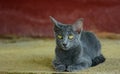 Siames blue cat Royalty Free Stock Photo