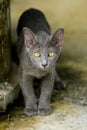 Siames blue cat Royalty Free Stock Photo