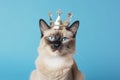 Portrait of siamese cat aka thai cat wearing golden crown on blue solid background. Brown-beige cat with blue eyes. Royalty Free Stock Photo