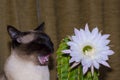 Portrait of a Siamese cat with blue eyes with cactus flower Royalty Free Stock Photo