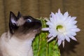 Portrait of a Siamese cat with blue eyes with cactus flower Royalty Free Stock Photo