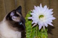 Portrait of a Siamese cat with blue eyes with cactus flower Royalty Free Stock Photo