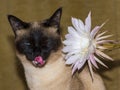 Portrait of a Siamese cat with blue eyes with cactus flower Royalty Free Stock Photo