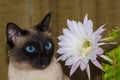 Portrait of a Siamese cat with blue eyes with cactus flower Royalty Free Stock Photo