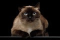 Siamese cat with damaged ear of otitis on black background Royalty Free Stock Photo