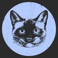 Portrait of Siamese Cat. Hand drawn illustration.