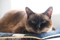 portrait of the siamese cat. 15 years Royalty Free Stock Photo