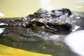 Portrait Siamese crocodile, Crocodylus siamensis is rare in nature