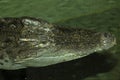 Portrait Siamese crocodile, Crocodylus siamensis is rare in nature Royalty Free Stock Photo