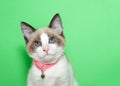 Portrait of a siamese kitten wearing pink collar Royalty Free Stock Photo