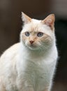 Portrait of a Siamese Mix Cat Royalty Free Stock Photo