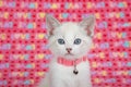 Portrait of a Siamese mix kitten wearing a pink collar, pink LOVE blanket background Royalty Free Stock Photo