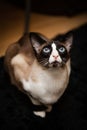 Siamese oriental cat in the room Royalty Free Stock Photo