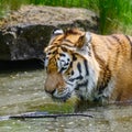 Portrait of Siberian Amur tiger Panthera Tigris Tigris in Summer Royalty Free Stock Photo