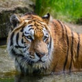 Portrait of Siberian Amur tiger Panthera Tigris Tigris in Summer Royalty Free Stock Photo