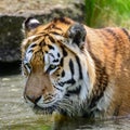 Portrait of Siberian Amur tiger Panthera Tigris Tigris in Summer Royalty Free Stock Photo