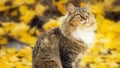 Portrait of a Siberian cat sitting on the fallen yellow foliage, pet walking on nature in the autumn