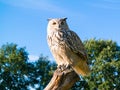 Portrait of Siberian eagle owl, Bubo Bubo sibiricus, perching on