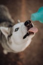 Siberian grey husky dog stands and lick water from botle. grass on the background