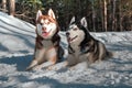 Portrait of Siberian husky on Royalty Free Stock Photo