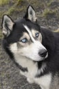 Portrait of Siberian Husky with blue eyes