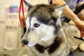 portrait of a Siberian husky close-up while combing the undercoat