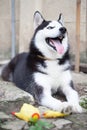 Portrait of Siberian Husky