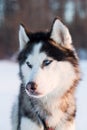 Portrait of Siberian Husky dog black and white colour with blue eyes in the snow field at sunset Royalty Free Stock Photo