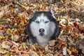 Blue-eyed Siberian husky dog in pile of autumn yellow leaves in sunny day