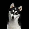Siberian Husky Dog with funny eyebrows on Isolated Black Background