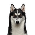 Siberian Husky Dog with funny eyebrows on Isolated White Background