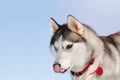 Portrait of Siberian Husky dog licking its lips. A photo of black and white coat color adorable husky dog with different, blue and