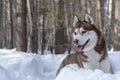 Portrait Siberian Husky Dog Lying In  Snow