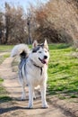 Portrait of a Siberian husky dog with multicolored eyes in a nature Park Royalty Free Stock Photo