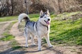 Portrait of a Siberian husky dog with multicolored eyes in a nature Park Royalty Free Stock Photo