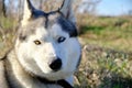 Portrait of a Siberian husky dog with multicolored eyes in a nature Park Royalty Free Stock Photo