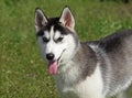 Portrait of siberian husky dog Royalty Free Stock Photo