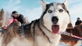 Portrait of a Siberian Husky dog outdoors. Footage. Close-up portrait of noble sled dog a Chukchi husky breed dog on Royalty Free Stock Photo