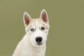 Portrait siberian husky dog with serious expression. Isolated on green background