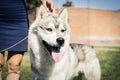 Portrait of a Siberian husky dog standing with the owner at an dog show Royalty Free Stock Photo