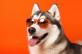 Portrait Siberian Husky Dog With Sunglasses Orange Background