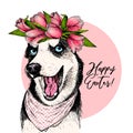 Portrait of siberian husky dog wearing tulip crown and bandana. Welcome spring. Hand drawn colored vector illustration Royalty Free Stock Photo
