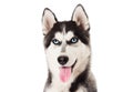 Portrait Siberian husky dog